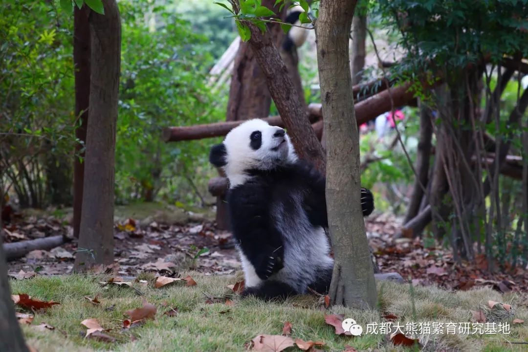 必看盘点揭秘!熊猫四川游戏透视辅助”(原来真的有挂)-知乎 