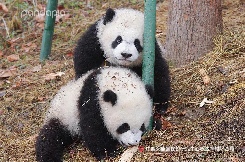 实测分享“熊猫麻将开挂多少钱”-太坑了原来有挂