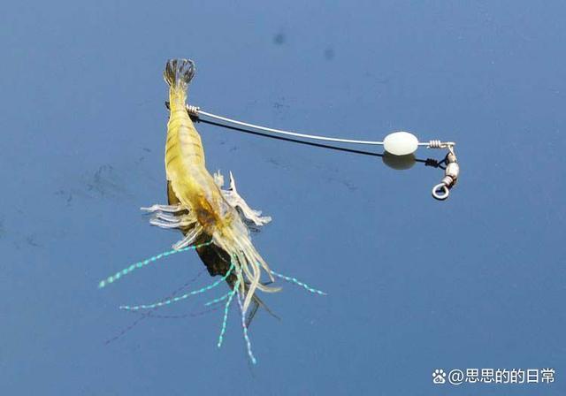 挂虾钓淡水鱼（钓虾挂法）