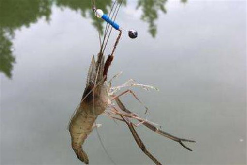 挂虾钓淡水鱼（钓虾挂法）