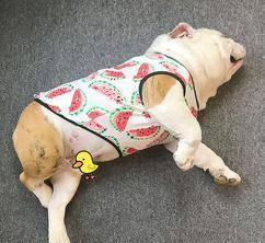 斗牛犬挂金链子（斗牛犬挂金链子可以吗）