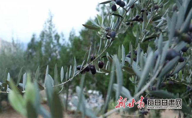 摇钱树有没有漏洞（摇钱树有挂吗?）