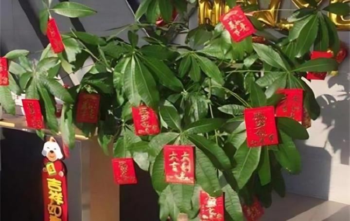 摇钱树怎么挂钱好看女生（摇钱树上怎么挂钱）