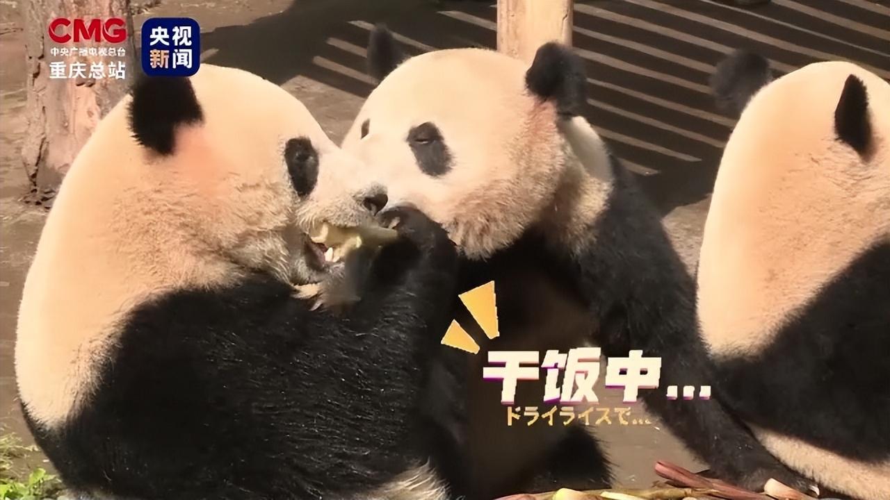 7分钟揭秘！台州果果麻将其实是有挂的(神器软件)