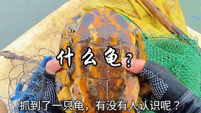 挂饰捕鱼网（捕鱼网的视频）
