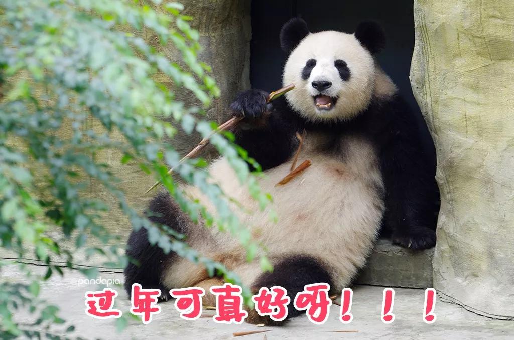 火爆全网!熊猫麻将开挂神器—真实可以装挂