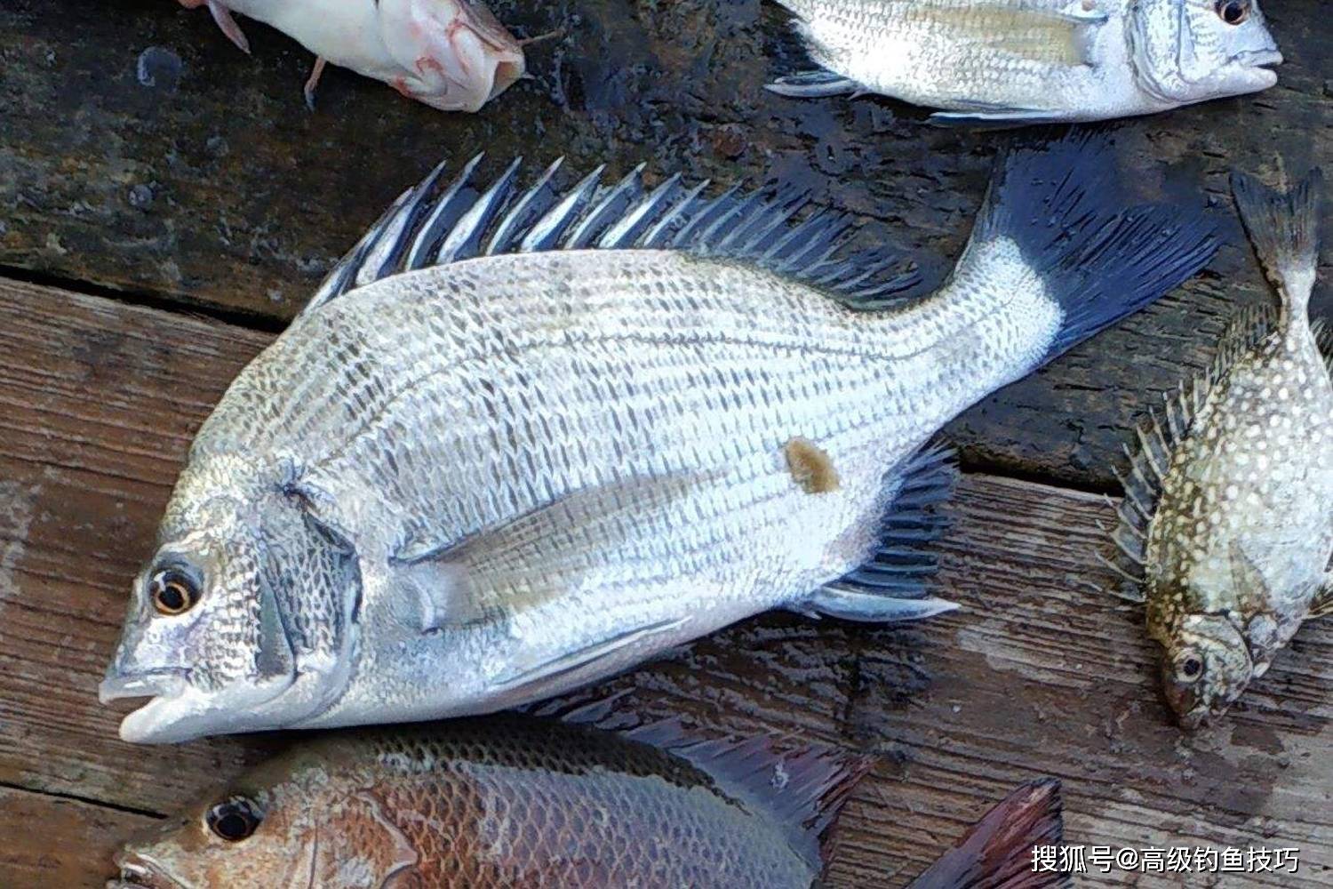 海水鱼用什么挂饵好吃（海水鱼用什么挂饵好吃呢）