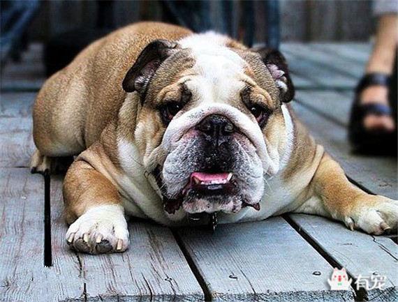 英国斗牛犬遗传规律是什么（英国斗牛犬遗传规律是什么样的）