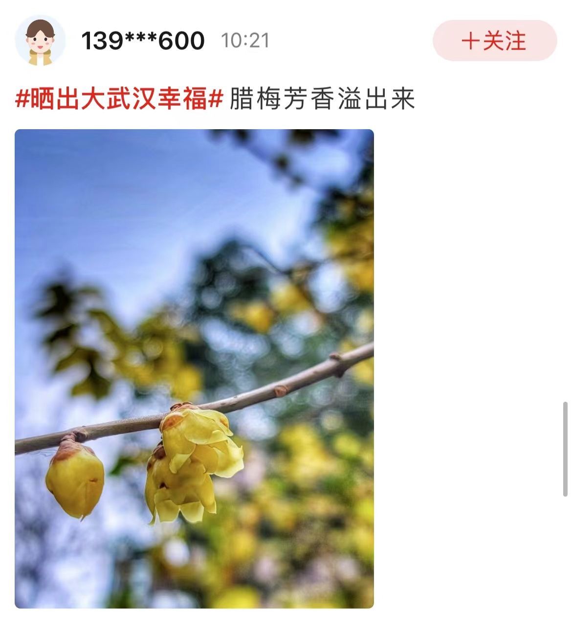 今日重大通报“开心武汉花是不是有挂”(原来真的有挂)一知乎