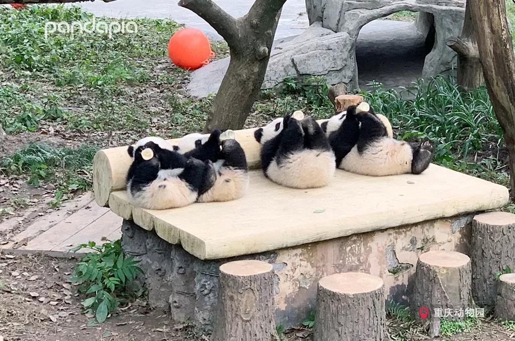 熊猫麻将有挂吗（熊猫麻将有挂吗?看得出来吗）