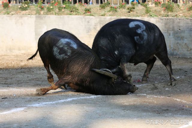 3分钟教你科普“打斗牛产品《详细教程 新浪科技》