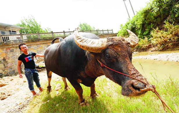 3分钟教你科普“实用性强将斗牛用什么仪器—详细解说+新浪科技