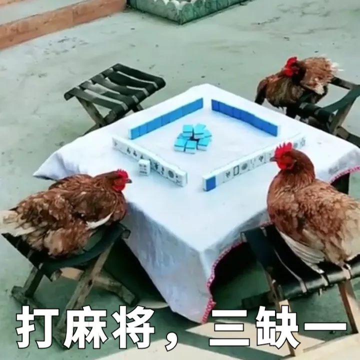 哈哈贵阳捉鸡麻将其实确实有挂(真的确实是有挂)