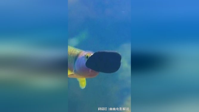 教程辅助“鱼儿机作弊打什么鱼都死的漏洞+《详细教程 新浪科技》