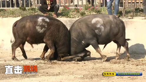 教程辅助“筒子斗牛多少钱《详细教程 新浪科技》